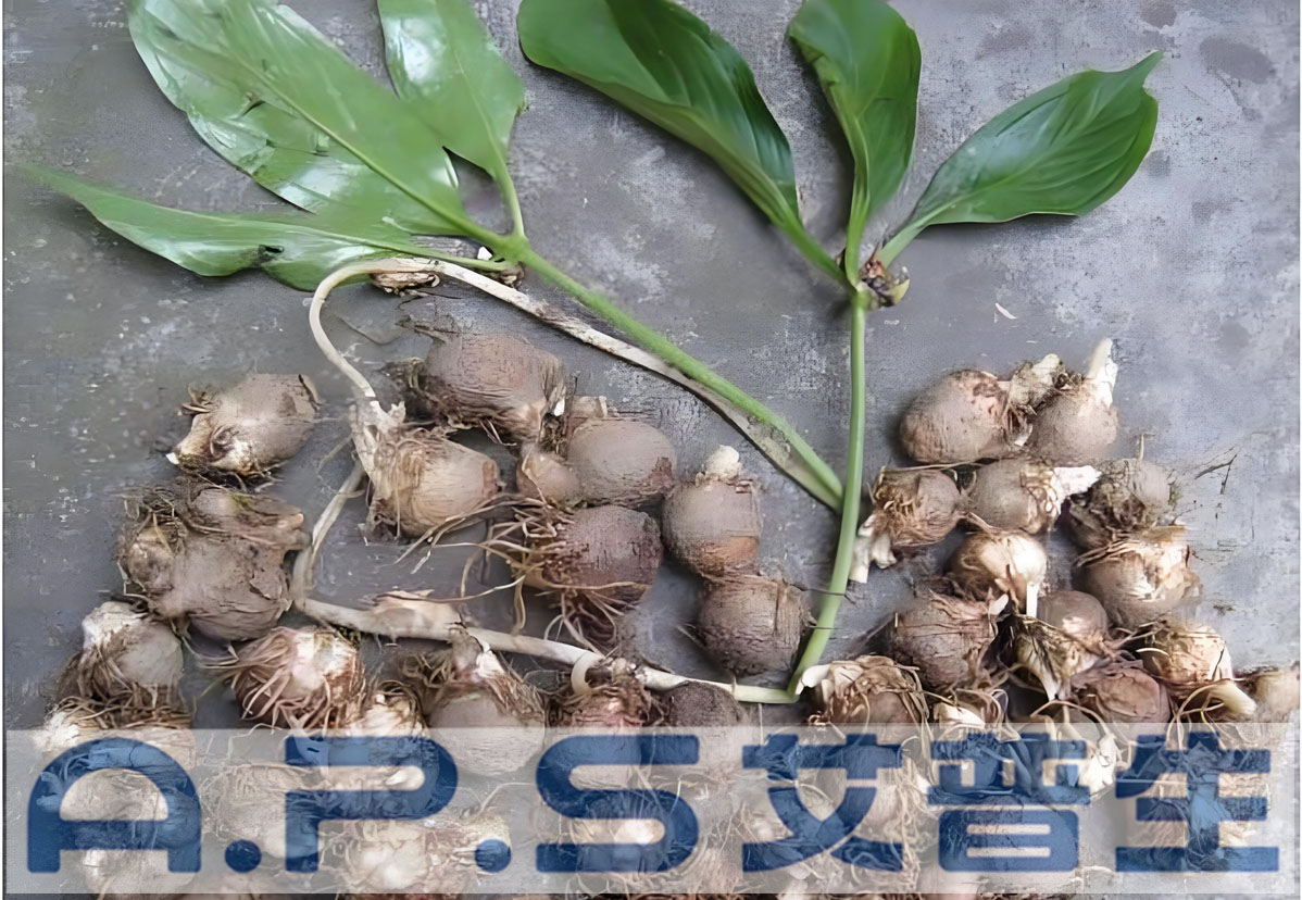 艾普生热泵烘干机-中药材半夏烘干-1.jpg